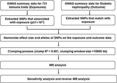 Causal role of immune cells in diabetic nephropathy: a bidirectional Mendelian randomization study